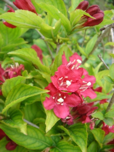 Weigela florida 'Nain Rouge' 2